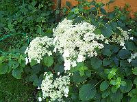 29-06-05kodak_151